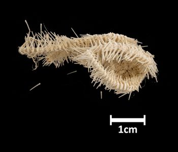 Media type: image; Invertebrate Zoology OPH-1942 Aspect: vental